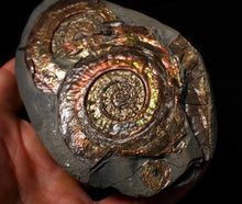 Load image into Gallery viewer, Iridescent multi-Psiloceras display ammonite fossil