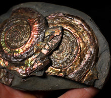 Load image into Gallery viewer, Iridescent multi-Psiloceras display ammonite fossil