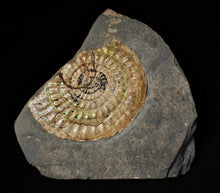 Load image into Gallery viewer, Subtly green iridescent Caloceras display ammonite