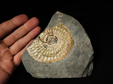 Load image into Gallery viewer, Subtly green iridescent Caloceras display ammonite