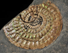 Load image into Gallery viewer, Subtly green iridescent Caloceras display ammonite