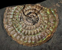 Load image into Gallery viewer, Subtly green iridescent Caloceras display ammonite
