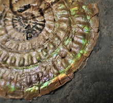 Load image into Gallery viewer, Subtly green iridescent Caloceras display ammonite
