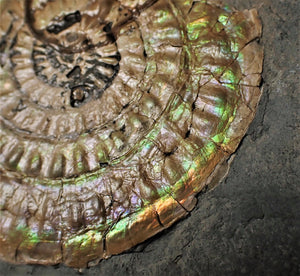 Subtly green iridescent Caloceras display ammonite