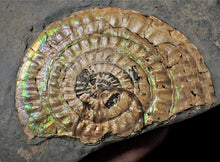 Load image into Gallery viewer, Subtly green iridescent Caloceras display ammonite