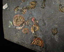 Load image into Gallery viewer, Large full rainbow-iridescent Psiloceras multi-ammonite display piece