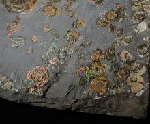 Load image into Gallery viewer, Large full rainbow-iridescent Psiloceras multi-ammonite display piece