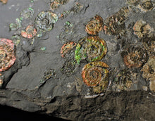 Load image into Gallery viewer, Large full rainbow-iridescent Psiloceras multi-ammonite display piece