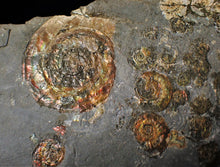 Load image into Gallery viewer, Large full rainbow-iridescent Psiloceras multi-ammonite display piece