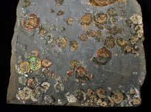 Load image into Gallery viewer, Large full rainbow-iridescent Psiloceras multi-ammonite display piece