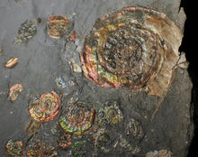 Load image into Gallery viewer, Large full rainbow-iridescent Psiloceras multi-ammonite display piece