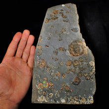 Load image into Gallery viewer, Large full rainbow-iridescent Psiloceras multi-ammonite display piece