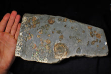 Load image into Gallery viewer, Large full rainbow-iridescent Psiloceras multi-ammonite display piece