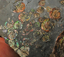 Load image into Gallery viewer, Large full rainbow-iridescent Psiloceras multi-ammonite display piece