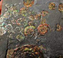 Load image into Gallery viewer, Large full rainbow-iridescent Psiloceras multi-ammonite display piece