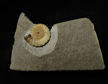 Load image into Gallery viewer, Calcite Promicroceras ammonite display piece (25 mm)