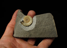 Load image into Gallery viewer, Calcite Promicroceras ammonite display piece (25 mm)