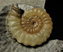 Load image into Gallery viewer, Calcite Promicroceras ammonite display piece (25 mm)