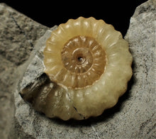 Load image into Gallery viewer, Calcite Promicroceras ammonite display piece (25 mm)