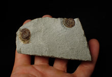 Load image into Gallery viewer, Calcite Promicroceras double-ammonite display piece