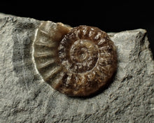 Load image into Gallery viewer, Calcite Promicroceras double-ammonite display piece