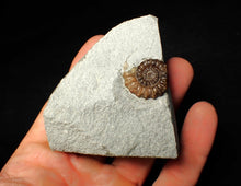 Load image into Gallery viewer, Calcite Promicroceras ammonite fossil display piece (20mm)