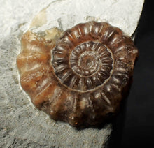 Load image into Gallery viewer, Calcite Promicroceras ammonite fossil display piece (20mm)