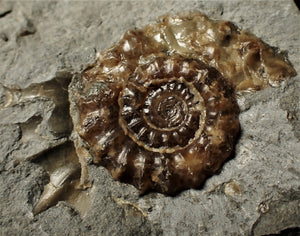 Xipheroceras ammonite display piece (35 mm)