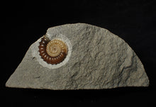 Load image into Gallery viewer, Calcite Promicroceras ammonite display piece (26 mm)