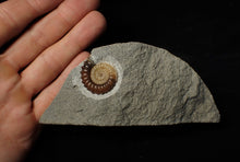 Load image into Gallery viewer, Calcite Promicroceras ammonite display piece (26 mm)