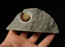 Load image into Gallery viewer, Calcite Promicroceras ammonite display piece (26 mm)