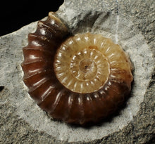 Load image into Gallery viewer, Calcite Promicroceras ammonite display piece (26 mm)
