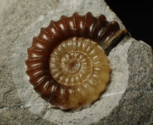 Load image into Gallery viewer, Calcite Promicroceras ammonite display piece (26 mm)