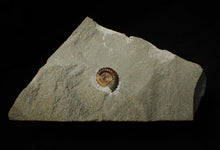 Load image into Gallery viewer, Calcite Promicroceras ammonite display piece (22 mm)