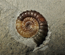 Load image into Gallery viewer, Calcite Promicroceras ammonite display piece (22 mm)