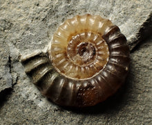 Load image into Gallery viewer, Calcite Promicroceras ammonite display piece (22 mm)