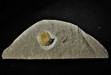 Load image into Gallery viewer, Large calcite Promicroceras ammonite display piece (30 mm)