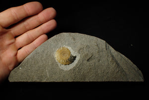 Large calcite Promicroceras ammonite display piece (30 mm)