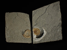 Load image into Gallery viewer, Split calcite Promicroceras ammonite display pieces
