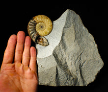 Load image into Gallery viewer, Asteroceras obtusum display ammonite fossil (82 mm)
