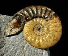 Load image into Gallery viewer, Asteroceras obtusum display ammonite fossil (82 mm)