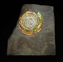Load image into Gallery viewer, Big complete rainbow iridescent Caloceras display ammonite fossil (75mm)