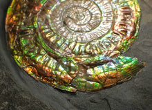 Load image into Gallery viewer, Big complete rainbow iridescent Caloceras display ammonite fossil (75mm)