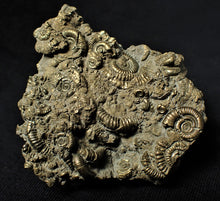 Load image into Gallery viewer, Large full pyrite multi-ammonite fossil (60 mm)
