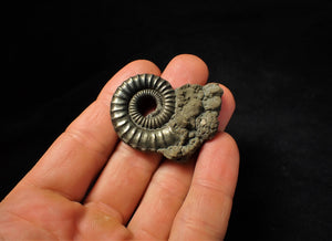 Large Crucilobiceras pyrite ammonite fossil (46 mm)
