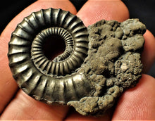 Load image into Gallery viewer, Large Crucilobiceras pyrite ammonite fossil (46 mm)