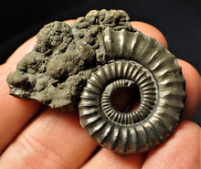 Load image into Gallery viewer, Large Crucilobiceras pyrite ammonite fossil (46 mm)