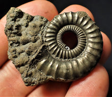 Load image into Gallery viewer, Large Crucilobiceras pyrite ammonite fossil (46 mm)