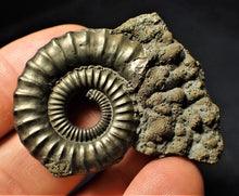 Load image into Gallery viewer, Large Crucilobiceras pyrite ammonite fossil (46 mm)
