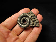 Load image into Gallery viewer, Large Crucilobiceras pyrite ammonite fossil (46 mm)